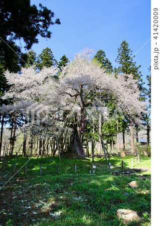 慧日寺の木ざし桜(福島県・磐梯町) 慧日寺の木ざし桜(福島県・磐梯町) 41420009
