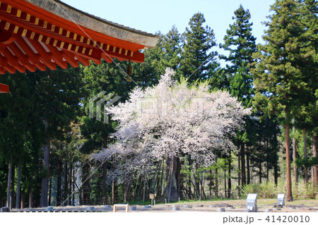慧日寺の木ざし桜（福島県・磐梯町） 41420010