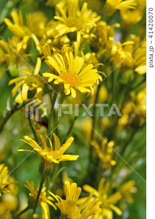 植物：サワオグルマ　キク科 41420070