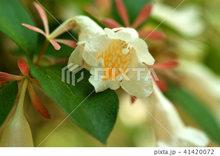 樹木：オオツクバネウツギ　スイカズラ科 41420072