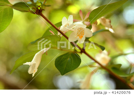 樹木：オオツクバネウツギ　スイカズラ科 41420076