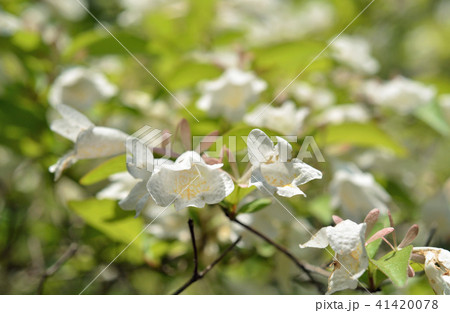 樹木:オオツクバネウツギ スイカズラ科 樹木:オオツクバネウツギ スイカズラ科 41420078