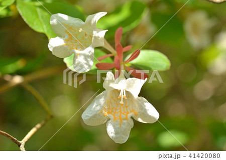 樹木：オオツクバネウツギ　スイカズラ科 41420080