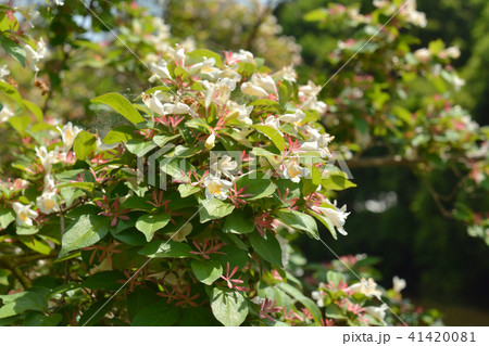 樹木：オオツクバネウツギ　スイカズラ科 41420081