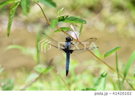オオシオカラトンボの雄 41420102