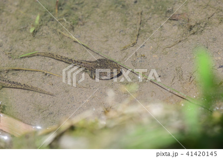 オタマジャクシ オタマジャクシ 41420145