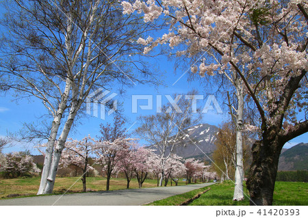 春の町営牧場（福島県・猪苗代町） 41420393