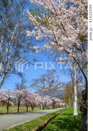 春の町営牧場（福島県・猪苗代町） 41420394