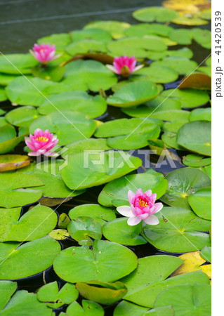 梅雨の晴れ間 可愛い池の睡蓮３の写真素材