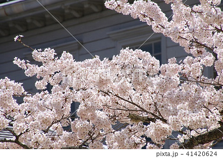 春の天鏡閣（福島県・猪苗代町） 41420624