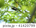 かぶと虫 41420799