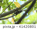 かぶと虫 41420801