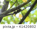 かぶと虫 41420802