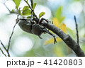 かぶと虫 41420803