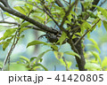 かぶと虫 41420805