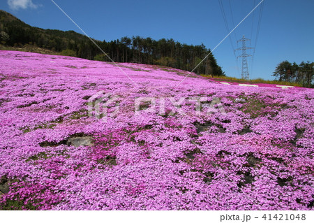 ジュピアランドひらたの芝桜（福島県・平田村） 41421048