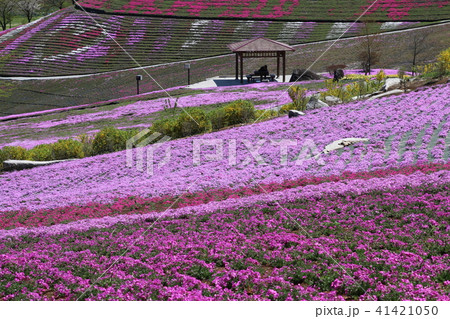 ジュピアランドひらたの芝桜 福島県 平田村 の写真素材