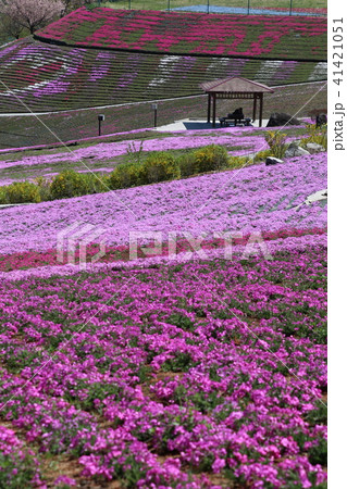 ジュピアランドひらたの芝桜 福島県 平田村 の写真素材