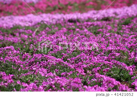 ジュピアランドひらたの芝桜（福島県・平田村） 41421052
