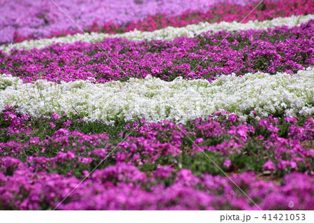 ジュピアランドひらたの芝桜（福島県・平田村） 41421053