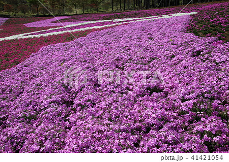 ジュピアランドひらたの芝桜(福島県・平田村) ジュピアランドひらたの芝桜(福島県・平田村) 41421054