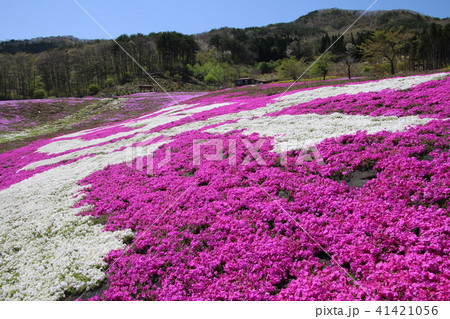 ジュピアランドひらたの芝桜(福島県・平田村) ジュピアランドひらたの芝桜(福島県・平田村) 41421056