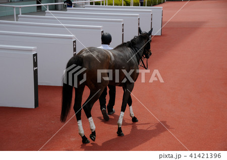 勝ち馬 41421396