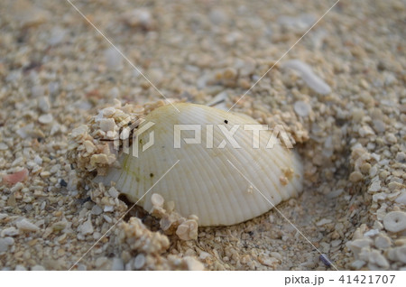 砂浜と貝 砂浜と貝 41421707