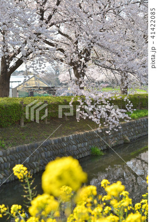 見沼田圃：見沼代用水西縁の桜並木 41422085