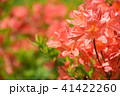 レンゲツツジ　18-1 41422260