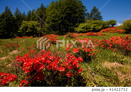 蓮華ツツジが咲く季節 41422752