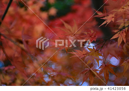 深まる紅葉 深まる紅葉 41423056