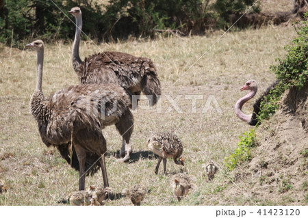 ダチョウファミリー 41423120