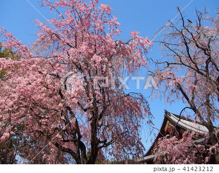 上野公園 41423212