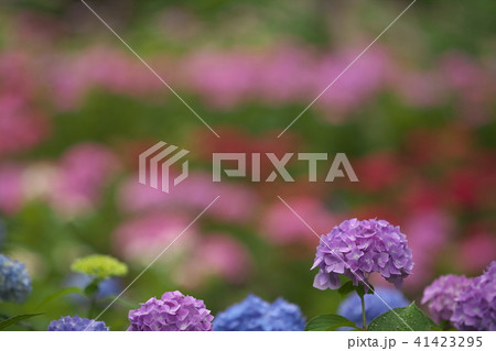 カラフルな紫陽花の花畑 41423295