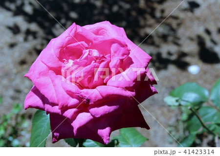 バラ 41423314