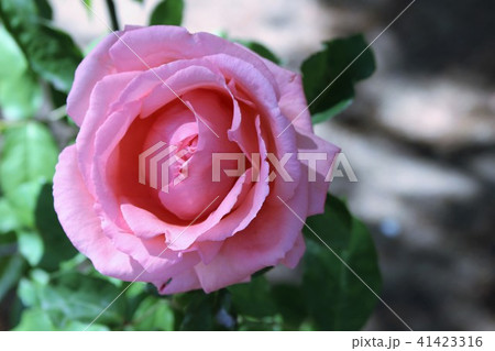 バラ 41423316
