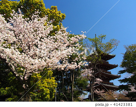 上野公園 41423381