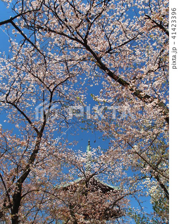上野公園 41423396