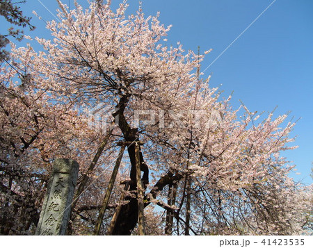 石戸蒲桜 石戸蒲桜 41423535