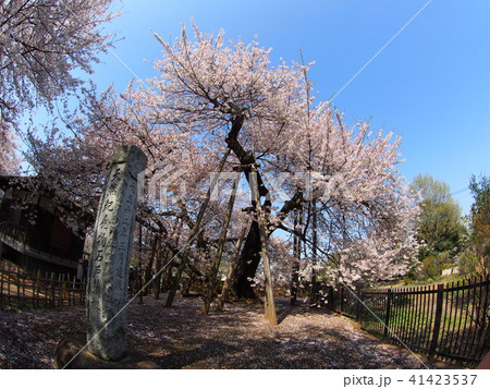 石戸蒲桜 41423537