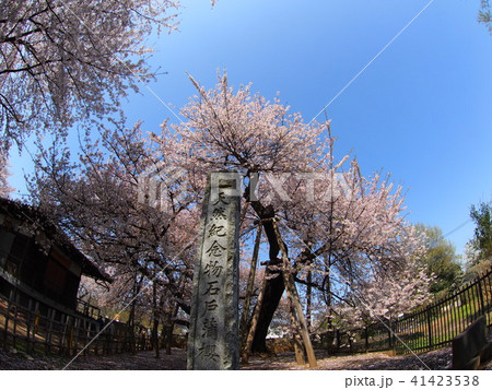 石戸蒲桜 41423538