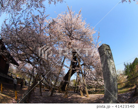 石戸蒲桜 41423540