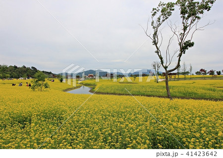 菜の花 春 花畑 41423642
