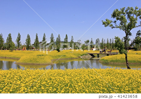 菜の花 春 花畑 41423658
