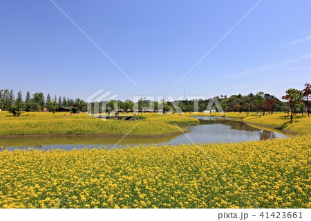 菜の花 春 花畑 41423661