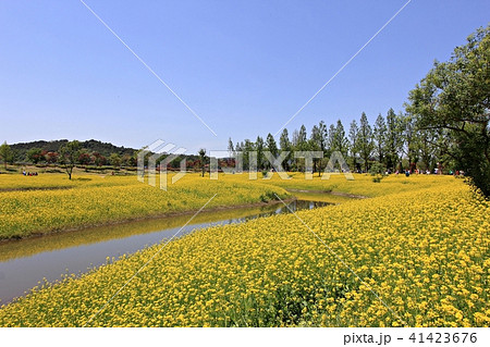 菜の花 春 花畑 41423676