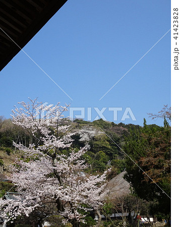 北鎌倉　円覚寺　桜 41423828