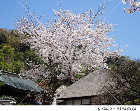 北鎌倉　円覚寺　桜 41423832