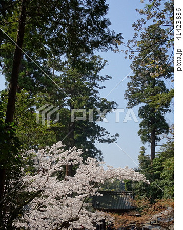 北鎌倉　円覚寺　桜 41423836